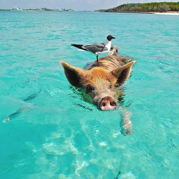 Porto Mari / Pig Beach