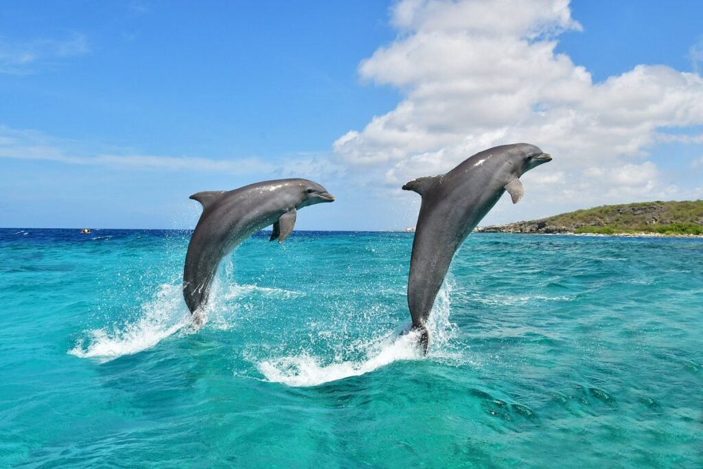 Sea Aquarium Curacao